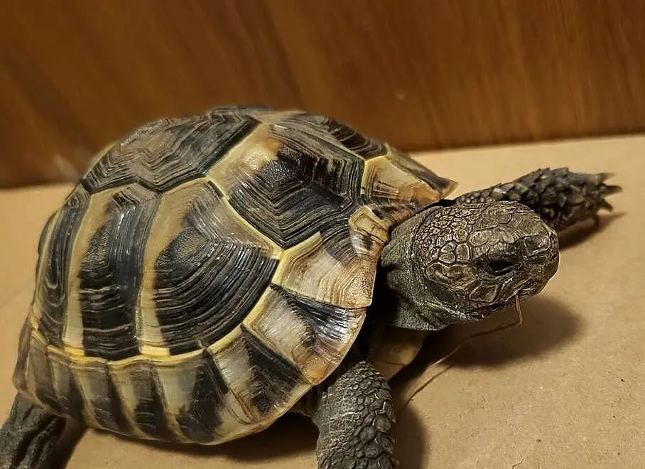 żółw grecki dorodny Warszawa testudo hermanni, Mazowieckie, Warszawa