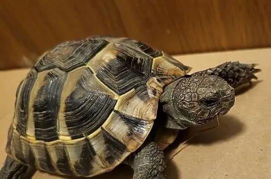 żółw grecki dorodny Warszawa testudo hermanni, Mazowieckie, Warszawa