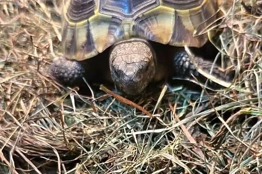 żółw grecki dorodny Warszawa testudo hermanni, Mazowieckie, Warszawa