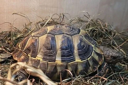 żółw grecki dorodny Warszawa testudo hermanni, Mazowieckie, Warszawa