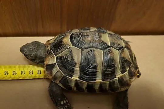 żółw grecki dorodny Warszawa testudo hermanni, Mazowieckie, Warszawa