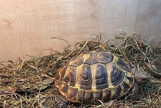 żółw grecki dorodny Warszawa testudo hermanni, Mazowieckie, Warszawa