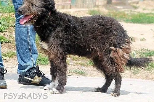 MARCEL oryginalny, pozytywny mix teriera zapatrzon