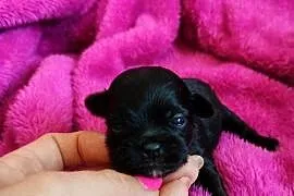 Szczenięta shih tzu do rezerwacji
