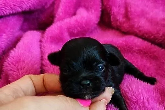 Szczenięta shih tzu do rezerwacji, Kujawsko-pomorskie, Łążynek