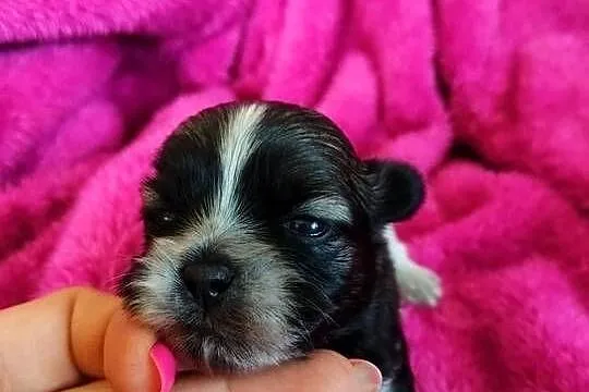 Szczenięta shih tzu do rezerwacji, Kujawsko-pomorskie, Łążynek