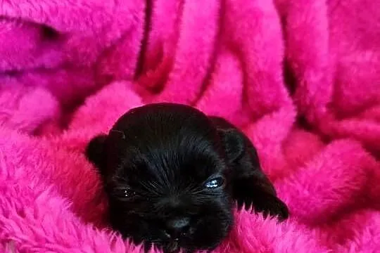 Szczenięta shih tzu do rezerwacji, Kujawsko-pomorskie, Łążynek