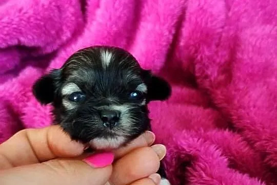 Szczenięta shih tzu do rezerwacji, Kujawsko-pomorskie, Łążynek