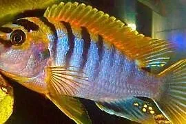 Rybki pyszczaki Labidochromis Hongi, Olsztyn , 