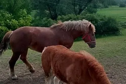 Sprzedam klacz zimnokwista zrebna że źrebakiem, Mazowieckie, Gąbin