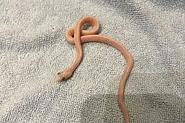 Wąż zbożowy scaleless palmetto