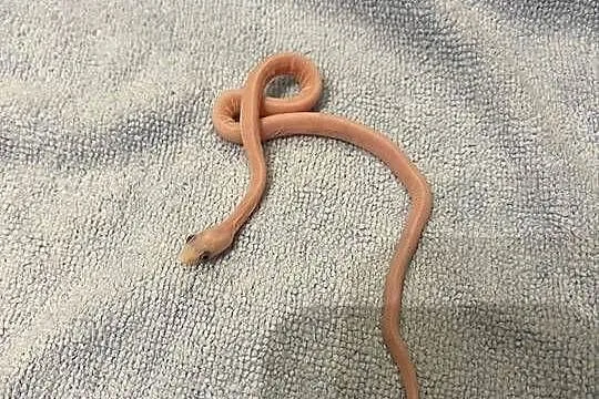 Wąż zbożowy scaleless palmetto