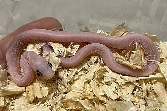 Wąż zbożowy scaleless palmetto, Dolnośląskie, Wrocław