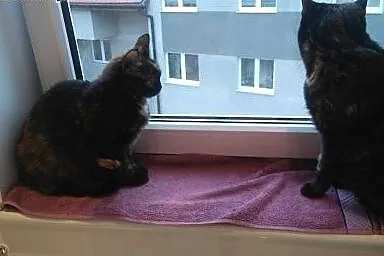 Alma o pięknym szylkretowym umaszczeniu do przygar