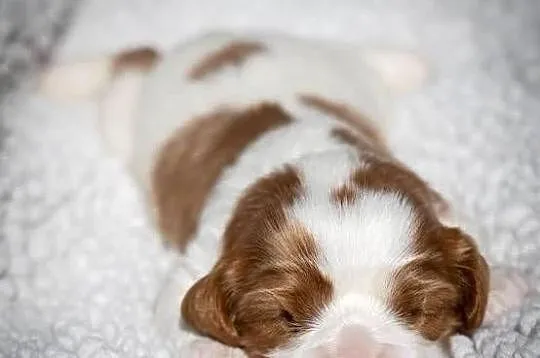 Cavalier King charles spaniel suczka, Śląskie, Bielsko-Biała
