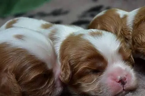 Cavalier King charles spaniel suczka, Śląskie, Bielsko-Biała