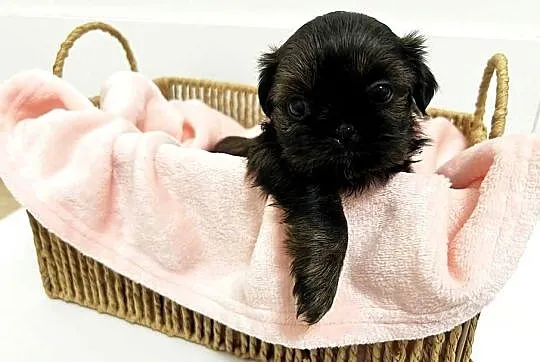 Shih tzu maleństwo