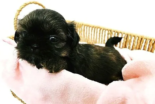 Shih tzu maleństwo, Dolnośląskie, Świdnica