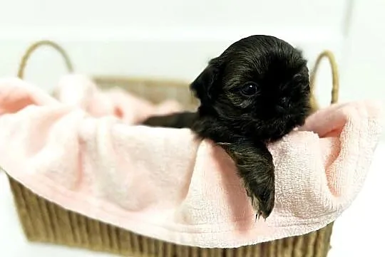 Shih tzu maleństwo, Dolnośląskie, Świdnica