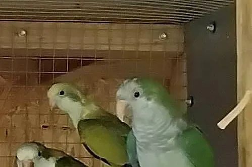 Mnichy nizinne, Pomorskie, Prabuty