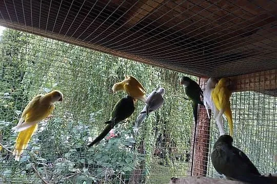 Mnichy nizinne, Pomorskie, Prabuty