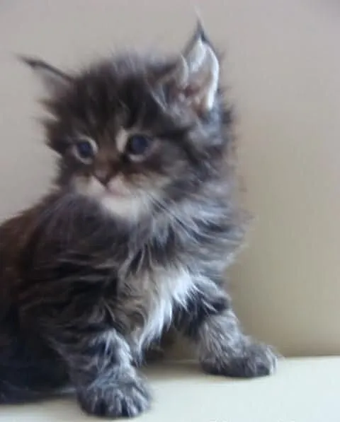 Puchaty Tygrysek Maine - Coon