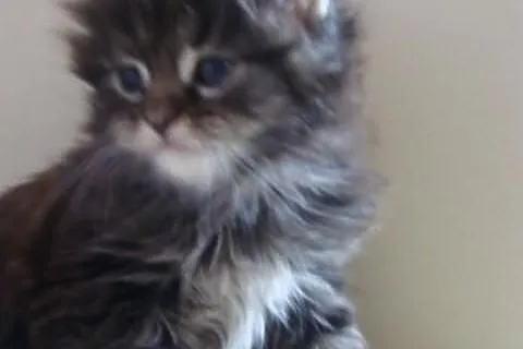 Puchaty Tygrysek Maine - Coon