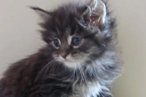 Puchaty Tygrysek Maine - Coon