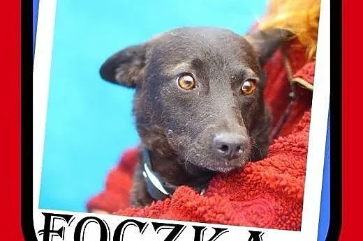 9kg,wielkości jamnika,chodzi na smyczy,suczka FOCZKA,  małopolskie Kraków