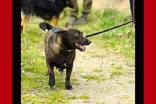 9kg,wielkości jamnika,chodzi na smyczy,suczka FOCZ