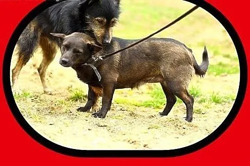 9kg,wielkości jamnika,chodzi na smyczy,suczka FOCZ