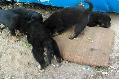 1 PIESEK pilnie poszukuje dobrego domu :),  święto