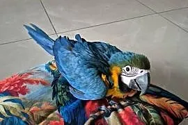 Papuga Ara