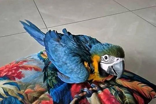 Papuga Ara