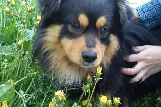 Puszysty, uroczy Maks już drugi rok za kratkami!