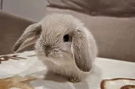 Karzełek baranek mini lop z oklapniętymi uszkami