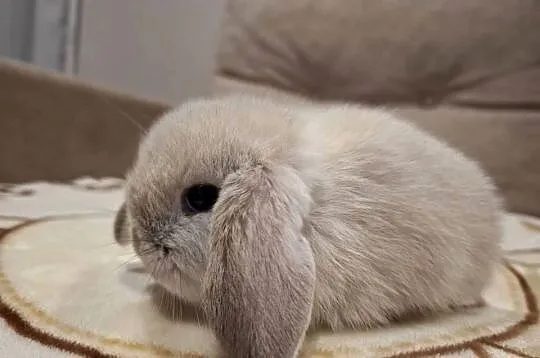 Karzełek baranek mini lop z oklapniętymi uszkami, Wielkopolskie, Jarocin