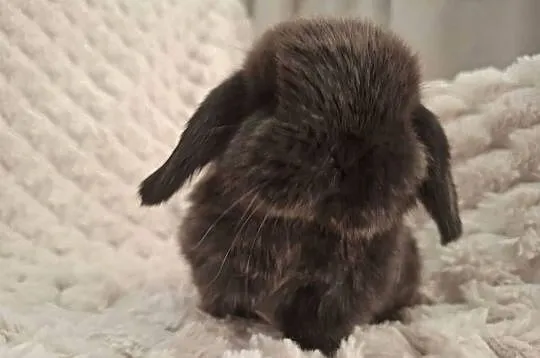 Karzełek baranek mini lop z oklapniętymi uszkami, Wielkopolskie, Jarocin
