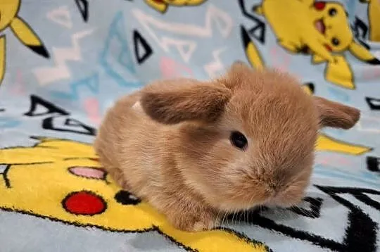 Karzełek baranek mini lop z oklapniętymi uszkami, Wielkopolskie, Jarocin