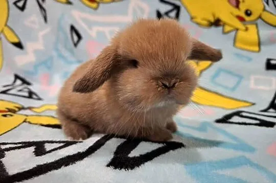Karzełek baranek mini lop z oklapniętymi uszkami, Wielkopolskie, Jarocin