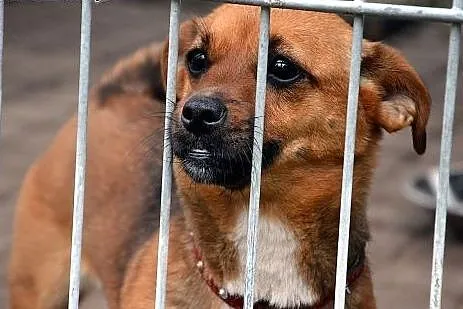 Mala uwielbiajaca czlowieka Lara szuka kochajacego domu!!!,  warmińsko-mazurskie Olsztyn
