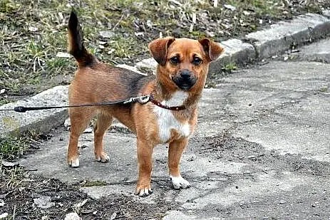 Mala uwielbiajaca czlowieka Lara szuka kochajacego