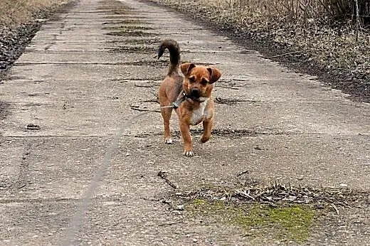 Mala uwielbiajaca czlowieka Lara szuka kochajacego