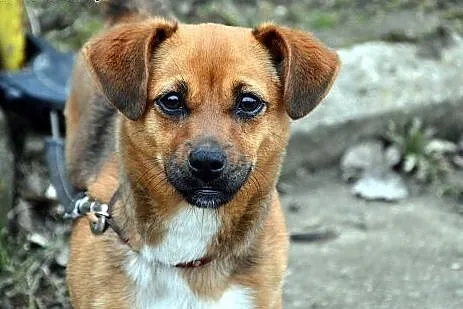 Mala uwielbiajaca czlowieka Lara szuka kochajacego