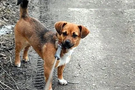 Mala uwielbiajaca czlowieka Lara szuka kochajacego