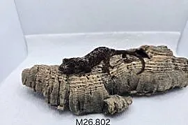 Gekon omszały