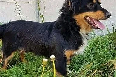 WIRUS - mały, wesoły, spragniony miłości psiak; do adopcji,  wielkopolskie Poznań, Wielkopolskie, Poznań