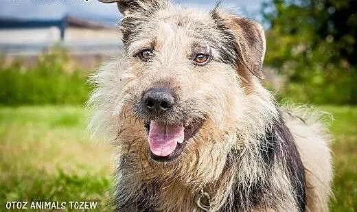 OTOZ Animals - Aron - kochany, duży szorstkowłosy