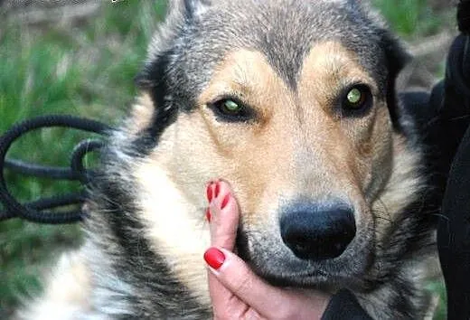 Mysiek kochany, słodki, milutki, duży psiak ADOPCJ