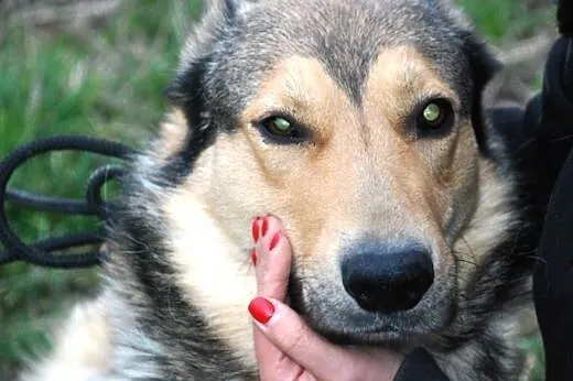 Mysiek kochany, słodki, milutki, duży psiak ADOPCJ
